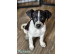 Adopt Darwin a White - with Black Blue Heeler / Hound (Unknown Type) / Mixed dog