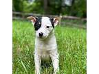Adopt Spot a White - with Black Jack Russell Terrier / Terrier (Unknown Type