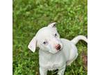 Adopt Scottie a White - with Brown or Chocolate Jack Russell Terrier / Terrier