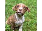 Adopt Scotch a Brown/Chocolate - with White Jack Russell Terrier / Terrier