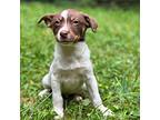 Adopt Sergio a White - with Brown or Chocolate Jack Russell Terrier / Terrier