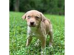 Adopt Scout a Tan/Yellow/Fawn Jack Russell Terrier / Terrier (Unknown Type