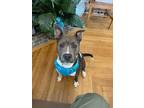 Adopt Bruno (3yo, 50lbs) a Staffordshire Bull Terrier / Mixed dog in Hinton