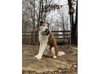 Adopt Nolan a Red/Golden/Orange/Chestnut - with White Alaskan Malamute /