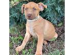 Adopt Kyler a Tan/Yellow/Fawn Terrier (Unknown Type, Small) / Mixed dog in