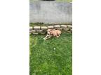 Adopt Nala a Tan/Yellow/Fawn - with White American Pit Bull Terrier / Mixed dog