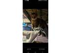 Adopt Moxie a Brown Tabby Domestic Shorthair (short coat) cat in Clinton