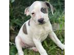Adopt Kylie a Black - with White Terrier (Unknown Type, Small) / Mixed dog in