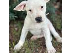 Adopt Killian a White Terrier (Unknown Type, Small) / Mixed dog in Burlington