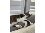 Adopt Cooper a Brown Tabby American Shorthair / Mixed (short coat) cat in