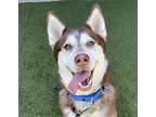Adopt Skylar a Red/Golden/Orange/Chestnut - with White Mixed Breed (Medium) /