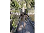 Adopt Bear a Tan/Yellow/Fawn Labrador Retriever / Mixed dog in Post Falls