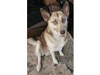 Adopt Amber a Tricolor (Tan/Brown & Black & White) Husky / Shepherd (Unknown