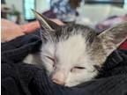 Adopt Everest a Black & White or Tuxedo American Wirehair / Mixed (short coat)