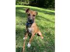 Adopt Rooster Couch in CT a Brown/Chocolate - with White Beagle / Hound (Unknown