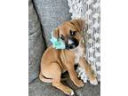 Adopt Christina Waguilera a Red/Golden/Orange/Chestnut - with Black Boxer /