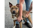 Adopt Dawson a Brindle - with White American Staffordshire Terrier / Mixed dog