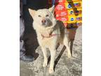 Adopt Guera a Gray/Blue/Silver/Salt & Pepper Husky dog in Nogales, AZ (41502704)