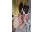 Adopt Tessa a White Jack Russell Terrier / Terrier (Unknown Type
