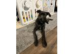Adopt Nova a Brown/Chocolate - with Black Labrador Retriever / American Pit Bull