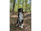 Adopt Duke a Tricolor (Tan/Brown & Black & White) Australian Shepherd / Mixed