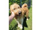 Adopt Ziggy a Tan/Yellow/Fawn - with White Irish Wolfhound / Mixed dog in