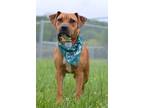 Adopt Honey - Adoptable a Affenpinscher / Mixed Breed (Medium) / Mixed dog in