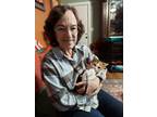 Adopt Spark a Calico or Dilute Calico American Shorthair / Mixed (short coat)