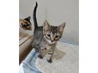 Adopt Mr.Pibb a Domestic Shorthair / Mixed (short coat) cat in Redwood Falls