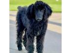 Adopt Kuzco a Black Poodle (Standard) / Mixed dog in Mead, CO (41502648)