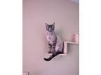 Adopt Colin a Tan or Fawn Tabby Domestic Shorthair / Mixed (medium coat) cat in