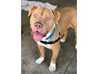 Adopt Brock a Red/Golden/Orange/Chestnut - with White American Pit Bull Terrier