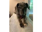 Adopt Teddy a Dachshund / Mixed dog in Spring Lake, NC (41495592)