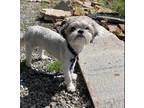 Adopt Prince a Gray/Silver/Salt & Pepper - with White Shih Tzu / Mixed dog in