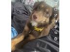Adopt Cocoa a Brown/Chocolate Australian Shepherd / Shepherd (Unknown Type) /