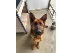Adopt Zeph a Red/Golden/Orange/Chestnut - with Black German Shepherd Dog / Mixed