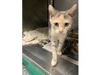 Adopt Shawnee a Domestic Shorthair / Mixed (short coat) cat in Angola