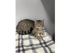 Adopt Raymond a Domestic Shorthair / Mixed (short coat) cat in Angola