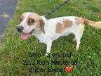Adopt Milo a White - with Tan, Yellow or Fawn Beagle / Mixed dog in Westwood