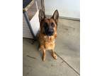 Adopt Lacy a Red/Golden/Orange/Chestnut - with Black German Shepherd Dog / Mixed