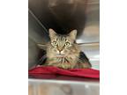 Adopt Maya a Domestic Longhair / Mixed cat in Kingston, NY (41502549)