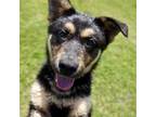 Adopt Annika a German Shepherd Dog / Rottweiler / Mixed dog in Brockville