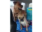 Adopt Gwen Stefani a Tan/Yellow/Fawn Pug / Mixed dog in Portland, OR (41502442)