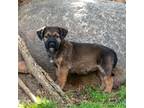 Adopt Kanga Pup - Roo Hop a Dachshund / Shepherd (Unknown Type) / Mixed dog in