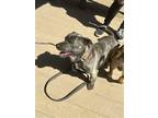 Adopt Goose a Corgi / Pit Bull Terrier / Mixed dog in Stagecoach, NV (41496755)
