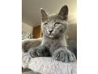 Adopt Bear a Gray or Blue Russian Blue / Mixed (short coat) cat in San Jose