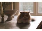Adopt Luna a Calico or Dilute Calico Persian / Mixed (long coat) cat in
