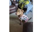 Adopt Isla a Tan/Yellow/Fawn Mutt / Mixed dog in Waukesha, WI (41494046)