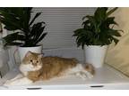Adopt Nugget a Orange or Red (Mostly) Domestic Mediumhair / Mixed (medium coat)