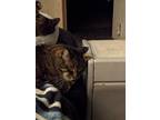 Adopt Wesley a Tiger Striped Tabby / Mixed (short coat) cat in Jacksonville